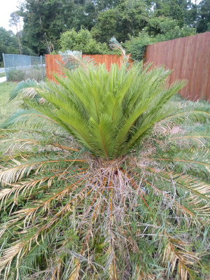 [The individual curled fronds on the new growth is flattening and nearly the same height as the older growth. The mature fronds behind the new grownth are barely visible. The mature fronds in front appear to be quite dried out.]